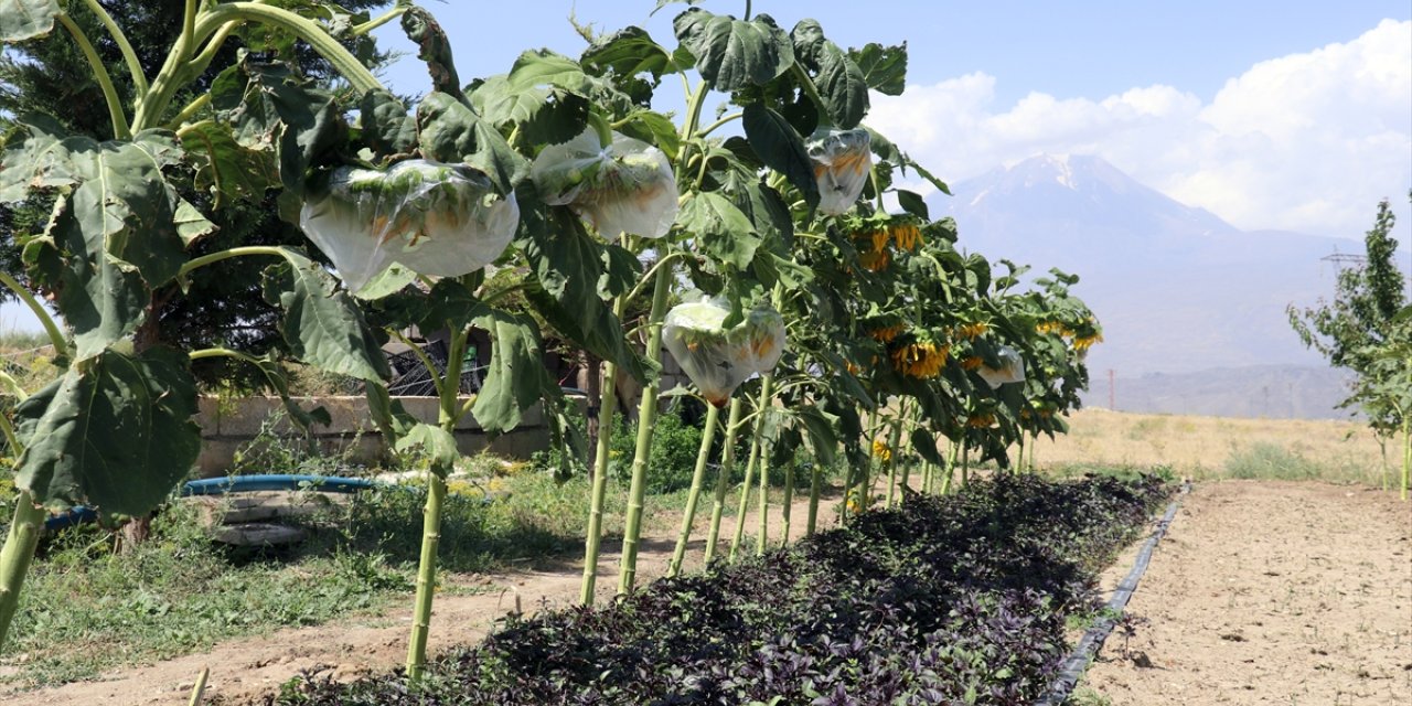 Ağrı'nın bostanlarında ürün bolluğu yaşanıyor
