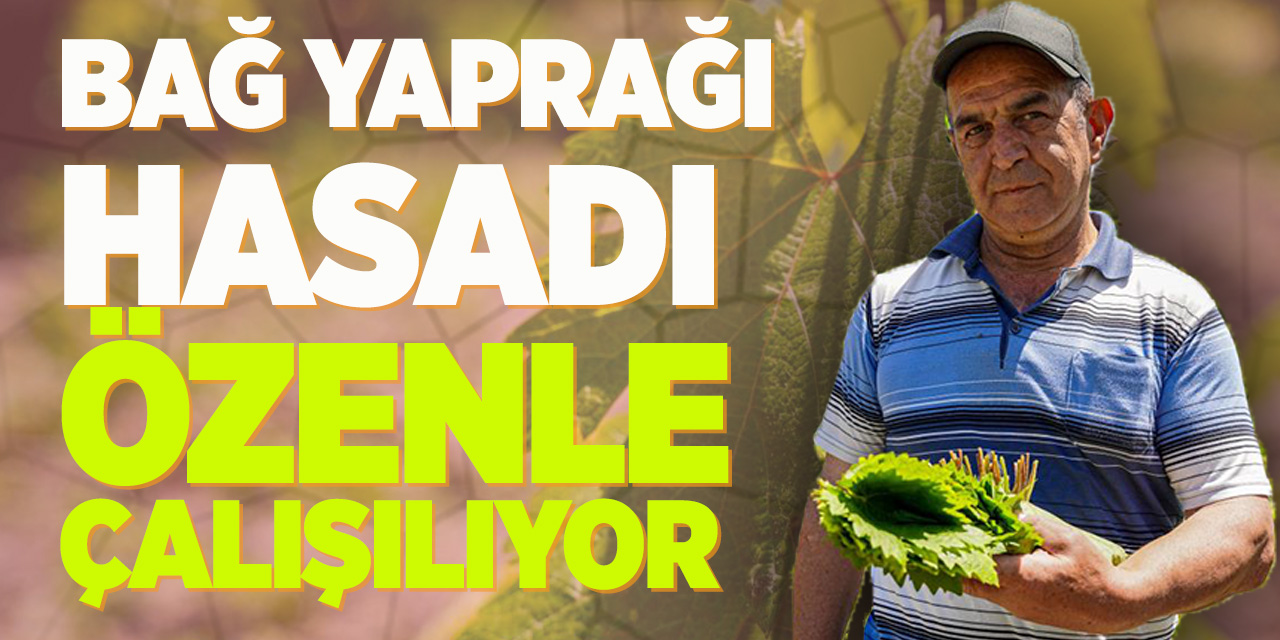 Bağ yaprağı hasadı başladı! Özenle toplanıyor