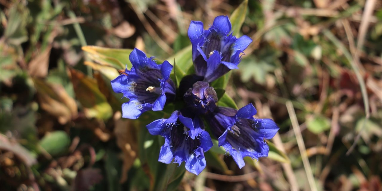 Sonbaharda Ilgar Dağı'nda mor çiçekler açtı