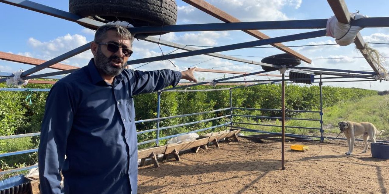 Bayram öncesi kurban hırsızlığı!  Kangal köpekleri uyuttular, 45 kurbanlığı çaldılar!