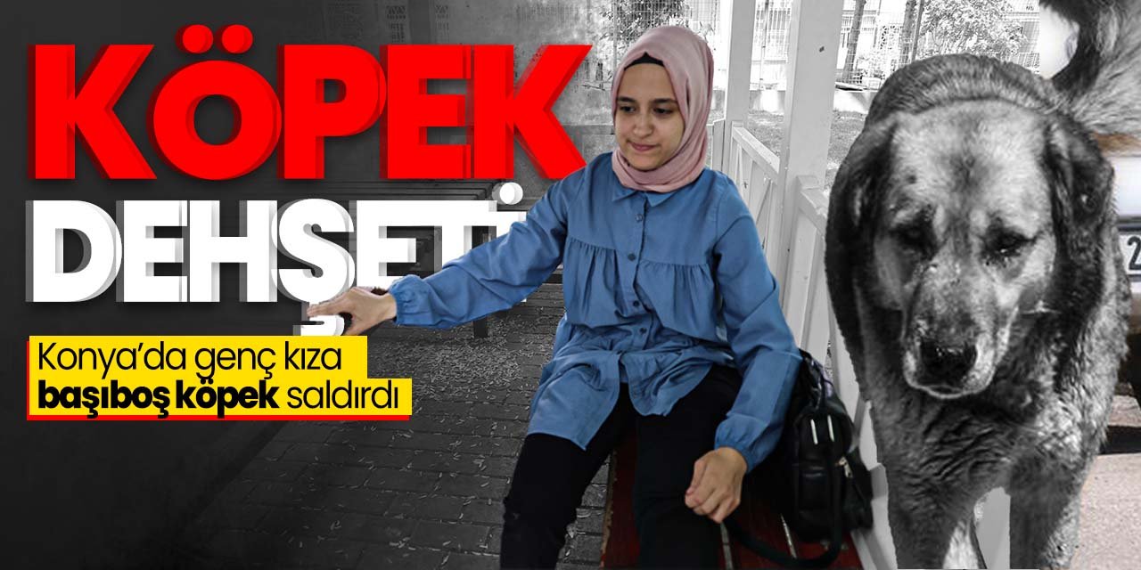 Konya'da başıboş köpek dehşeti! Genç kıza saldırdılar