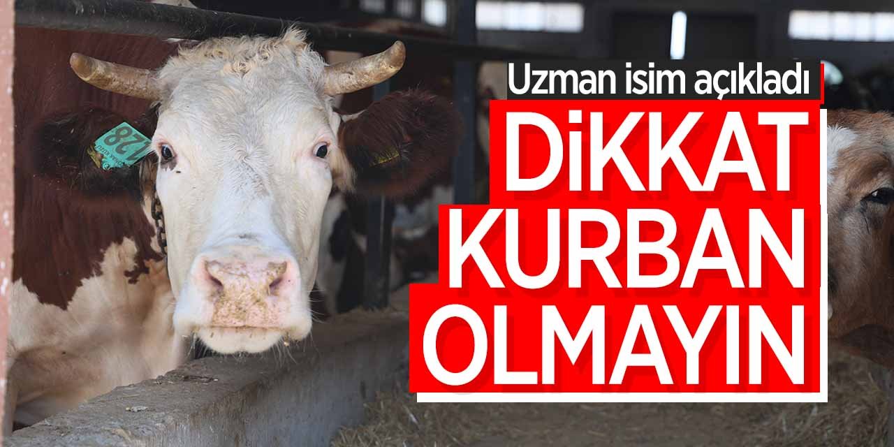 Kurbanlık alrken kurban olmayın! Bu hususlara dikkat edin