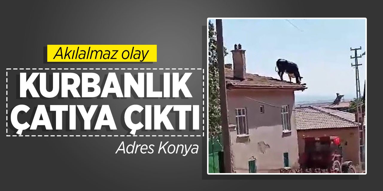 Konya'da akılalmaz olay! Kurbanlık çatıya çıktı! Bakın nasıl indirdiler