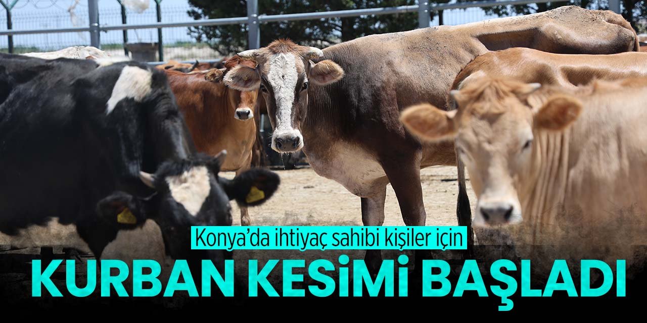 Konya'da ihtiyaç sahiplerine kurban kesiyorlar! 22 bin 800 kişi faydalanacak