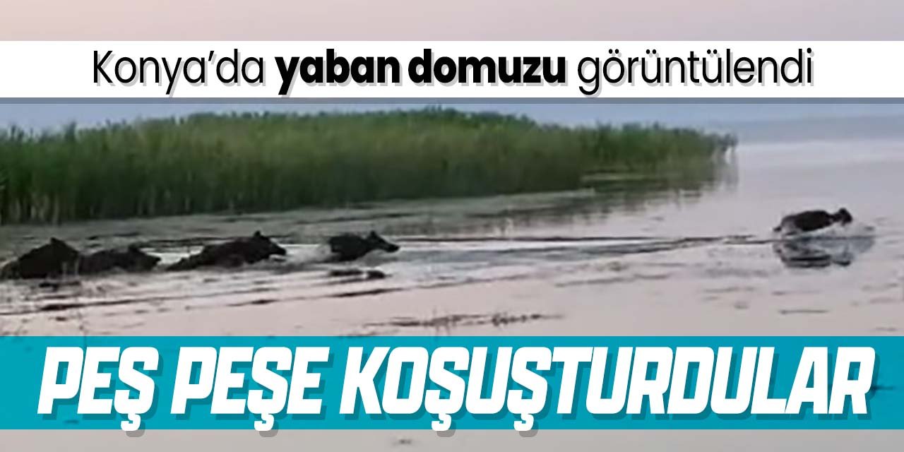 Konya'da yüzen yaban domuzu görüntülendi! Suyun üzerinde peş peşe koşuşturdular
