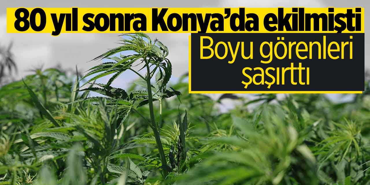 Konya'da 80 yıl sonra ekilen kenevirin boyu görenleri şaşırttı!