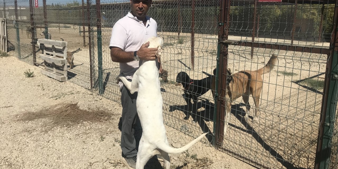 Antalya'da hayvanseverlerce oluşturulan barınak 170 köpeğe yuva oldu
