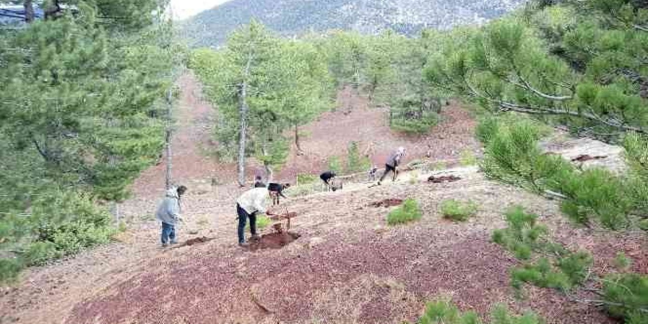 Konya Valiliği yasakladı! 30 Eylül' e kadar Konya'nın bu ormanlık alanlarına giriş yasak