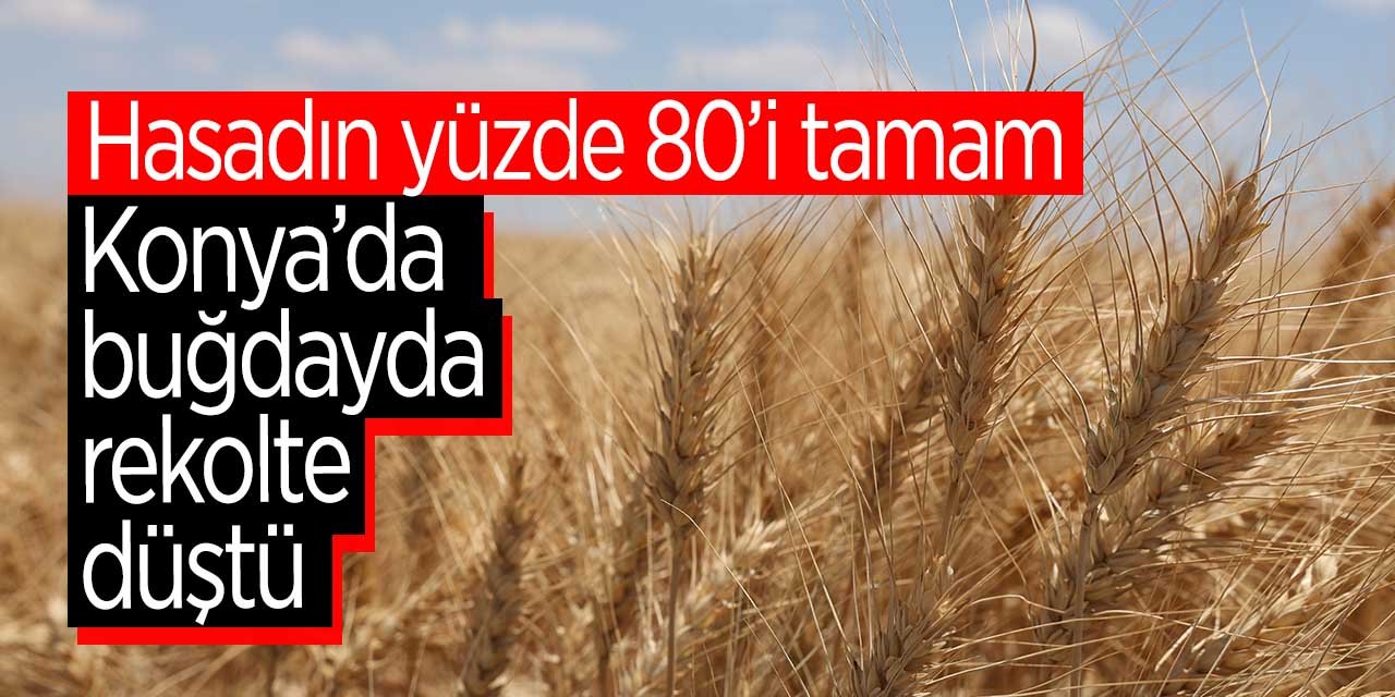 Yüz ölçümünün yüzde 67'si tarım olan Konya'da buğday rekoltesinde düşüş bekleniyor!