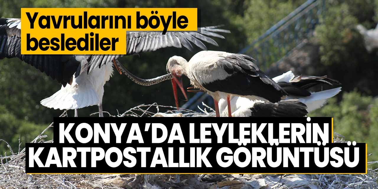 Konya'da leylekler yavrularını böyle besliyor! Kartpostallık görüntüler oluşturdu