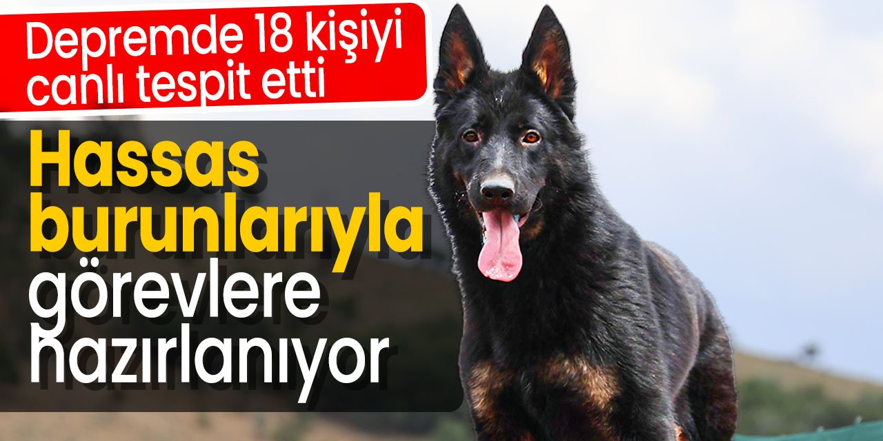 Hassas burunlarıyla zorlu görevlere Konya'da hazırlanıyorlar! Depremde 18 kişiyi canlı tespit etmiş