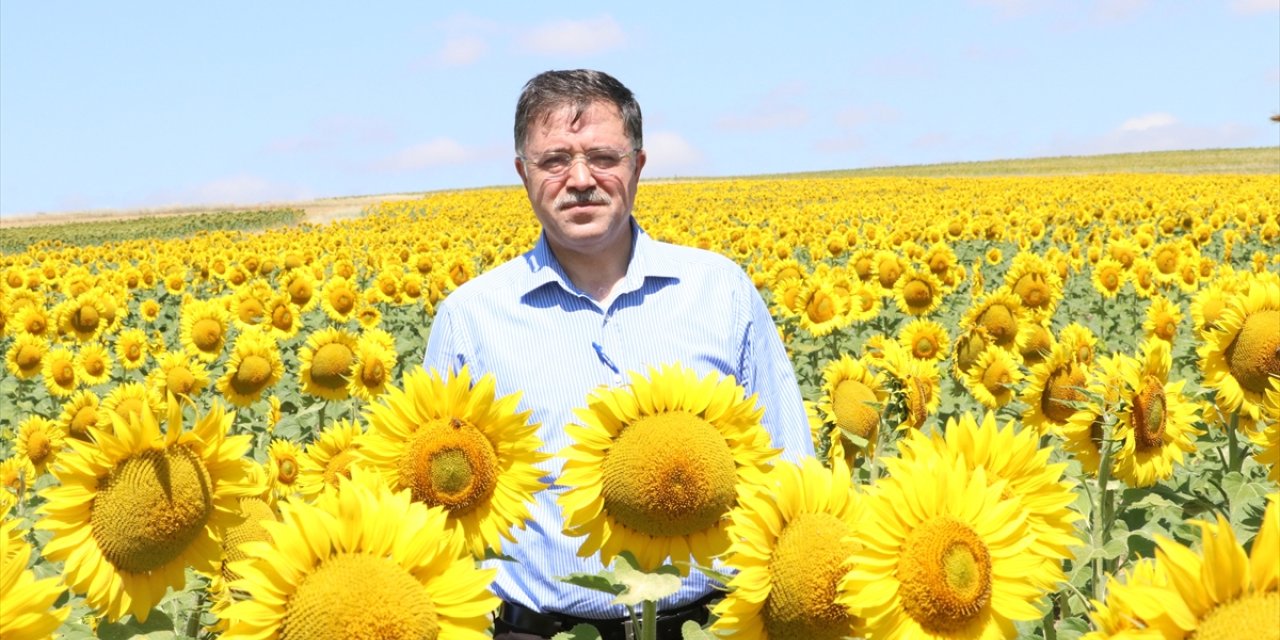 Yozgat çiftçisinin yağlık ayçiçeğindeki pazar sorunu çözüme kavuşturuldu