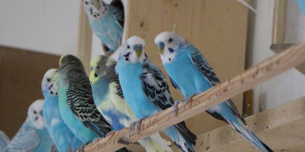 Muhabbet kuşunun kısa zamanda konuşmasını sağlayacak tüyolar. Onlar hakkında bu gerçekleri biliyor musunuz?