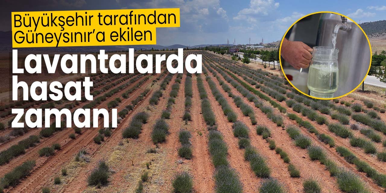Konya Büyükşehir tarafından Güneysınır'a ekilen lavantalarda hasat zamanı