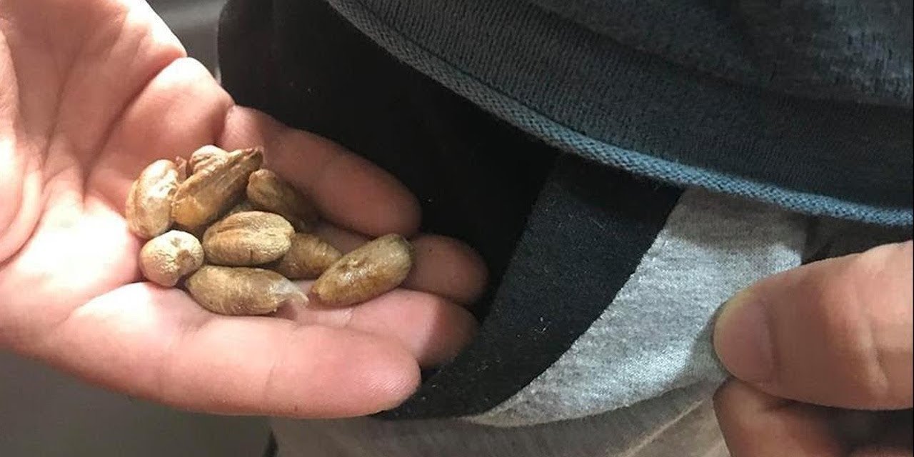 Birçok kişi hurma çekirdeklerini çöpe atıyor. Oysa bakın nasıl tüketilebilir