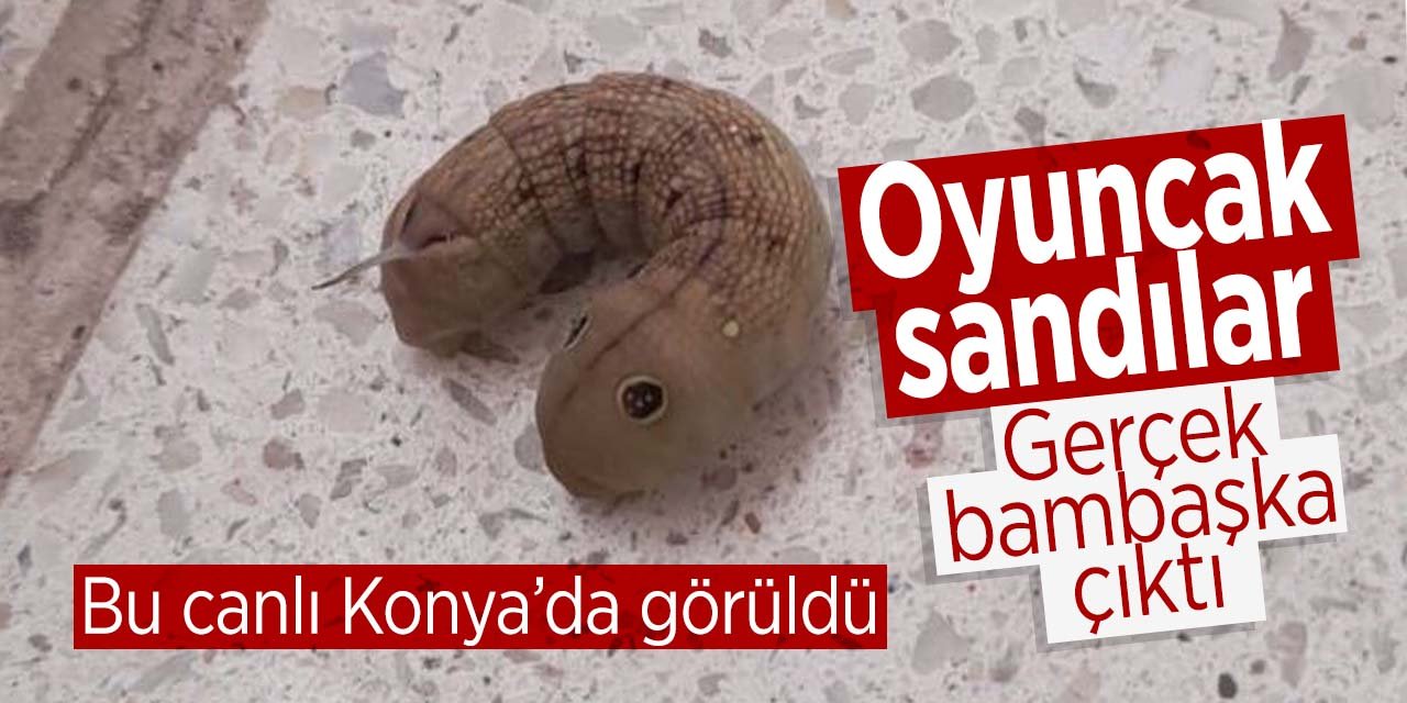Oyuncak sandılar gerçek bambaşka çıktı! "İlk defa bu büyüklükte böyle bir canlıya rastlıyoruz"