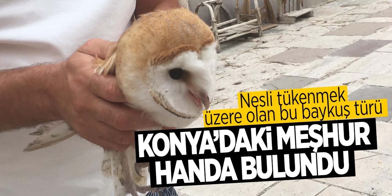 Nesli tükenmek üzere olan baykuş Konya'daki meşhur handa bulundu