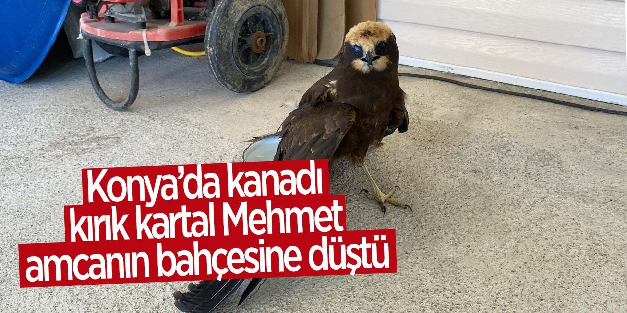 Konya'da kanadı kırık kartal Mehmet amcanın bahçesine düştü