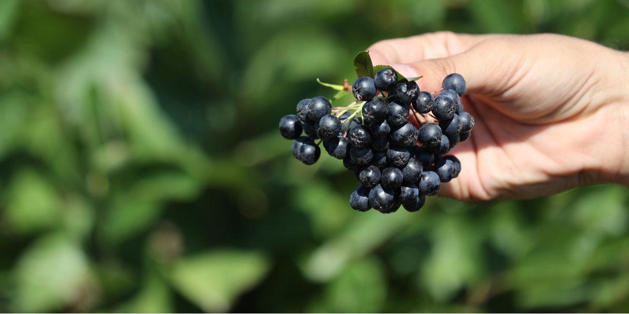 Süper meyve olarak adlandırılıyor! Konya Büyükşehir desteğiyle ekilen Aronyada hasat başladı