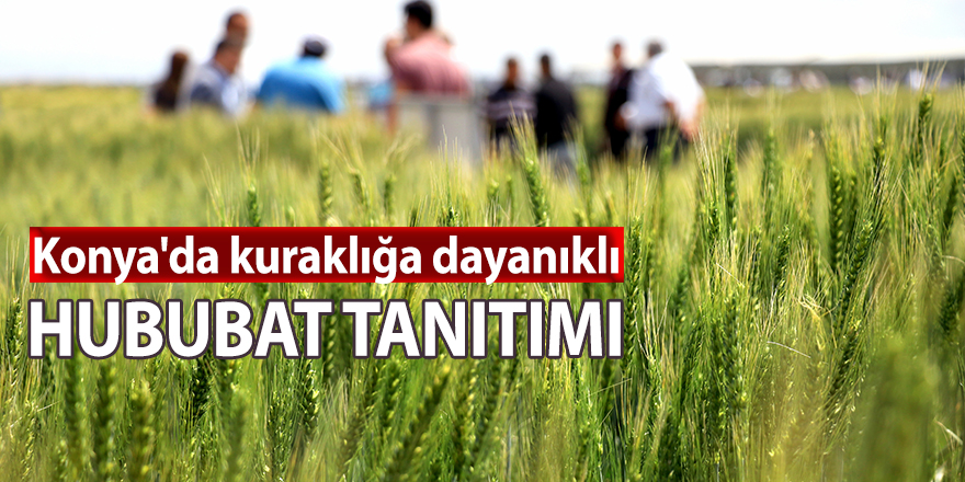 Konya'da kuraklığa dayanıklı hububat tanıtımı