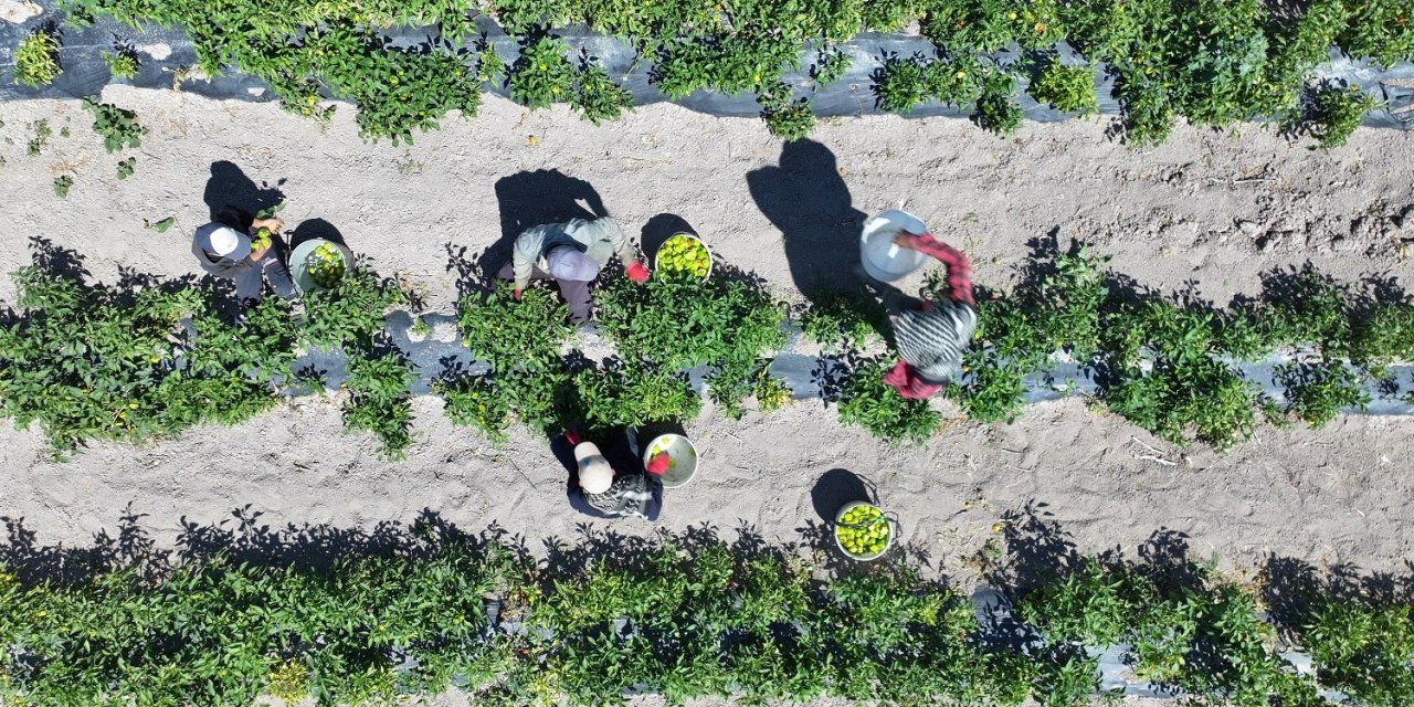 Binlerce yıllık Ata Tohumları Karatay’da hayat buluyor! Hasat başladı