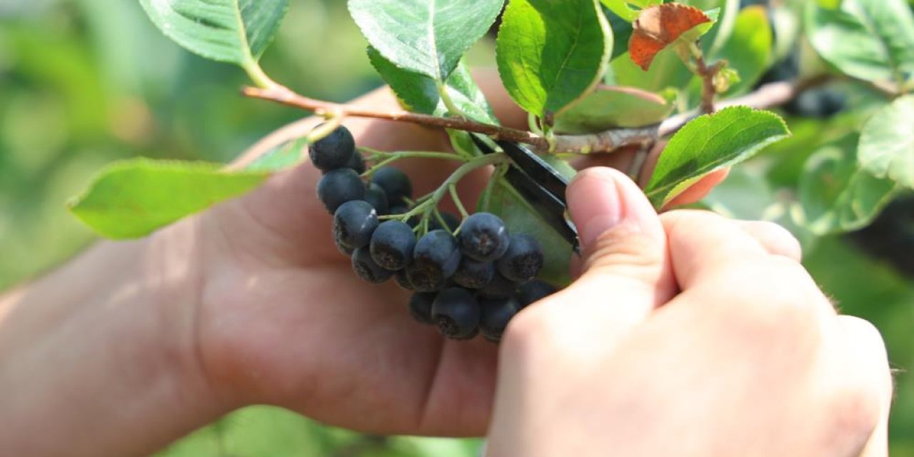 Kuzey Amerikalı aronya meyvesinin Konya Ovasında elle hasadı başladı