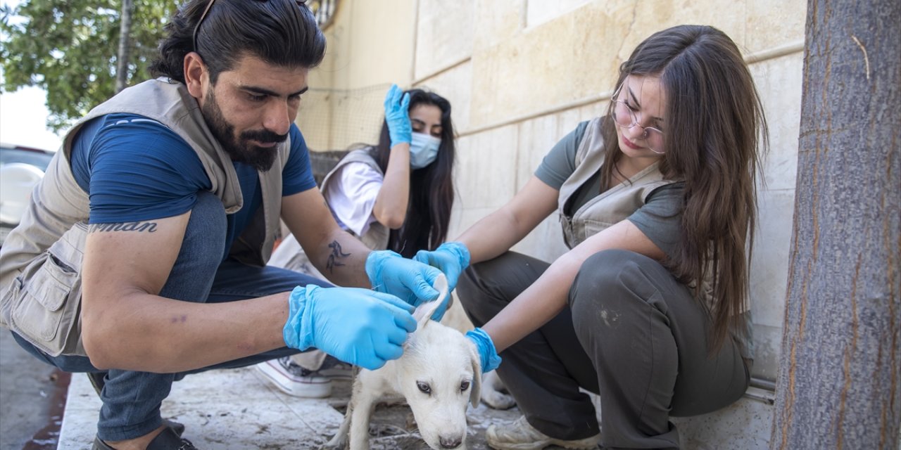 Erbilli hayvanseverler gönüllü olarak sokak hayvanlarının ihtiyaçlarını karşılıyor