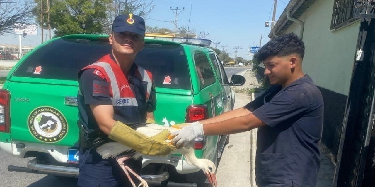 Konya'da yüksek gerilim hattına çarpıp yaralanan leylek tedavi altında