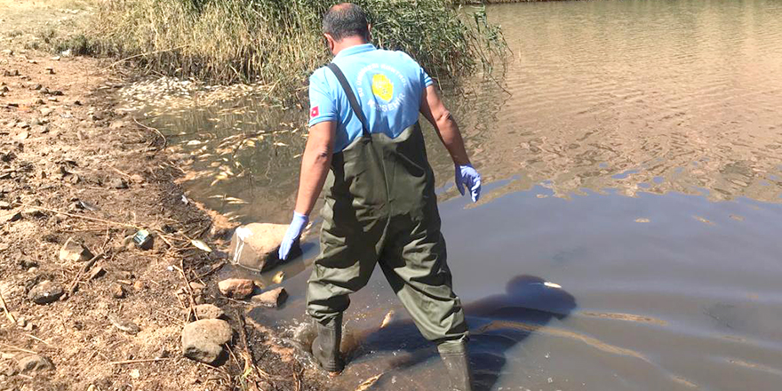Obruk Gölü'nde suyun çekilmesiyle oksijensiz kalan balıklar telef oldu
