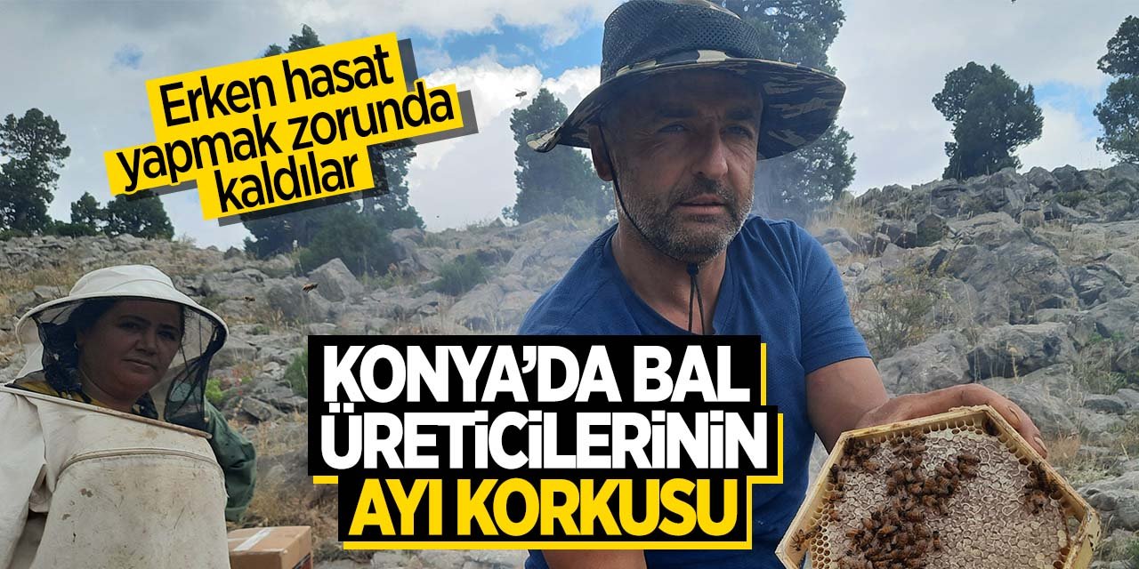 Konya'da arıcıların ayı korkusu! Balları erken hasat etmek zorunda kaldılar