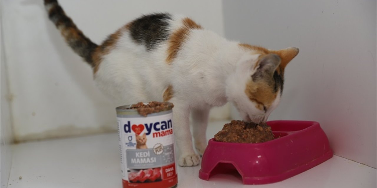 Ordu'da sahipsiz hayvanlar için mama üretimi