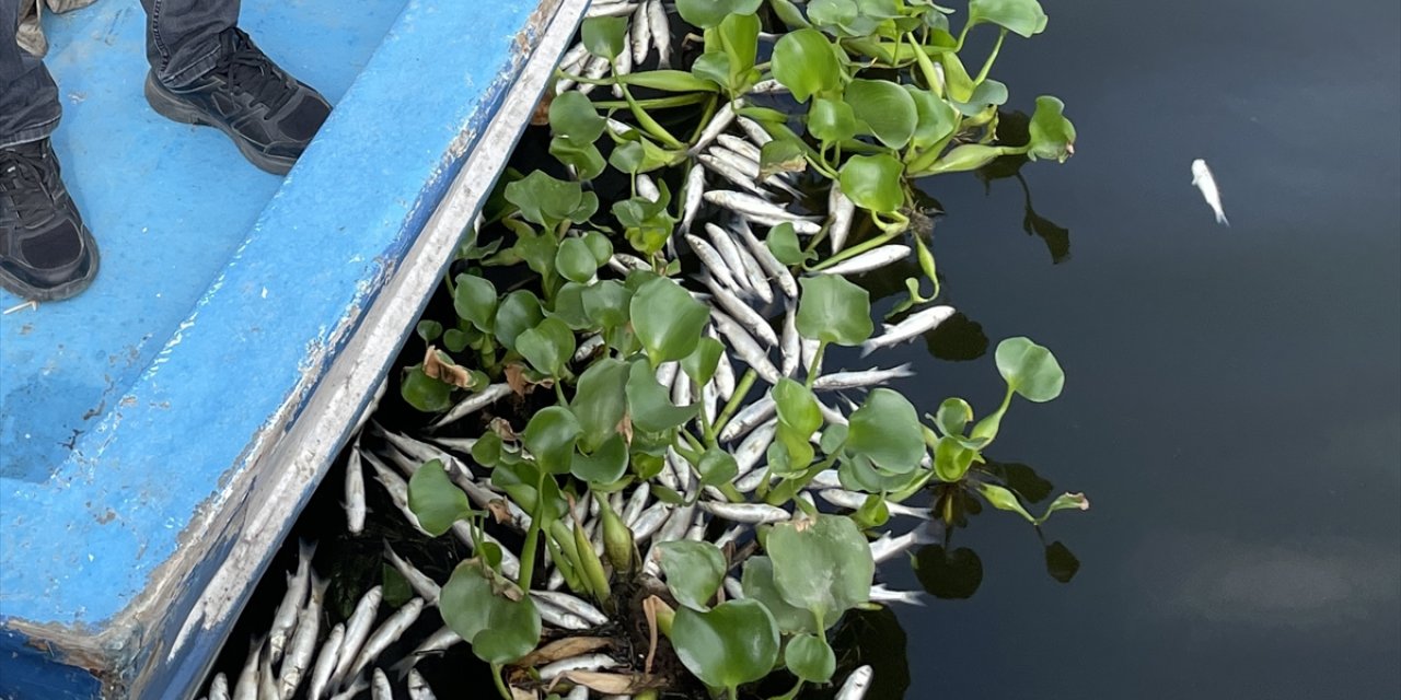 Hatay'daki balık ölümlerinin sebebi "yetersiz oksijen"