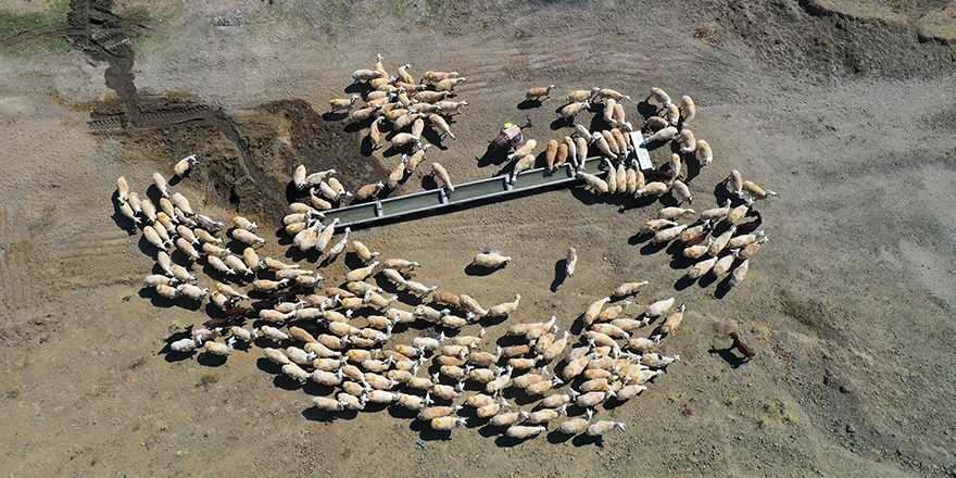 Konya Büyükşehir’in  Hazırladığı Sıvatlar Hayvanlar İçin Can Suyu Oluyor