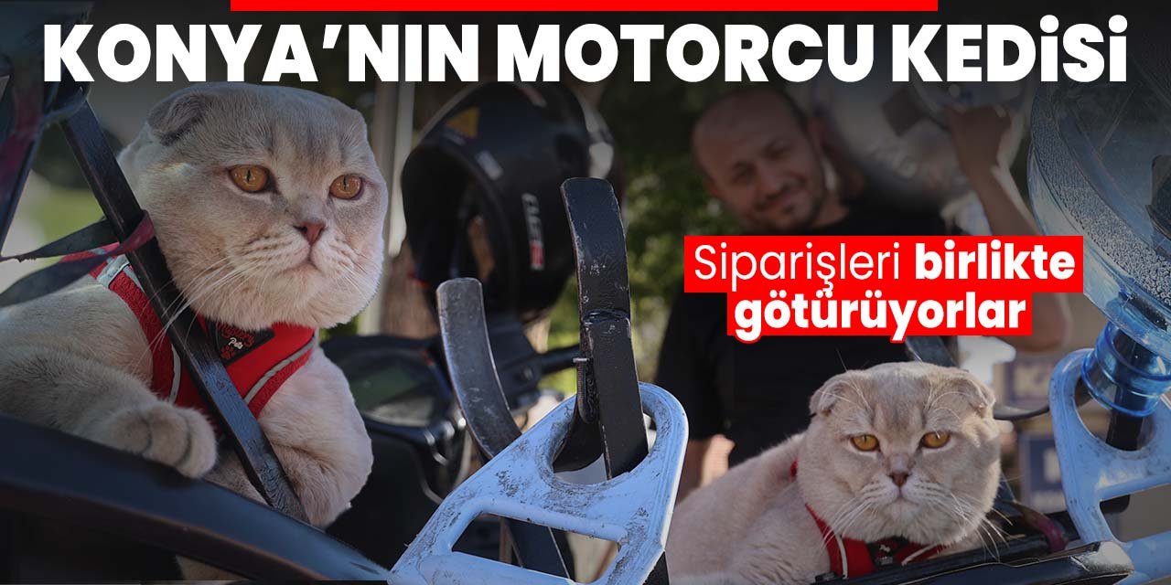 Konya'da siparişleri birlikte götürüyorlar! Görenler kediye bakmadan geçemiyor