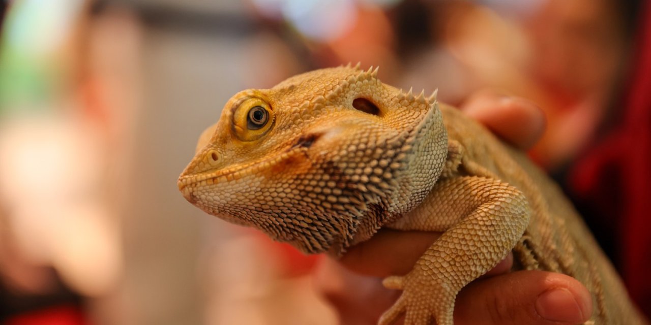 Öğrenciler Avustralya çöllerinde yaşayan Sakallı Ejderle Konya Tropikal Bahçesi'nde tanışıyor