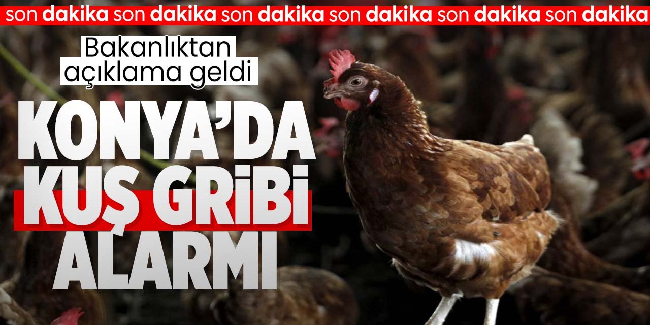 Konya'da kuş gribi tespit edildi! Harekete geçilerek karantinaya alındı