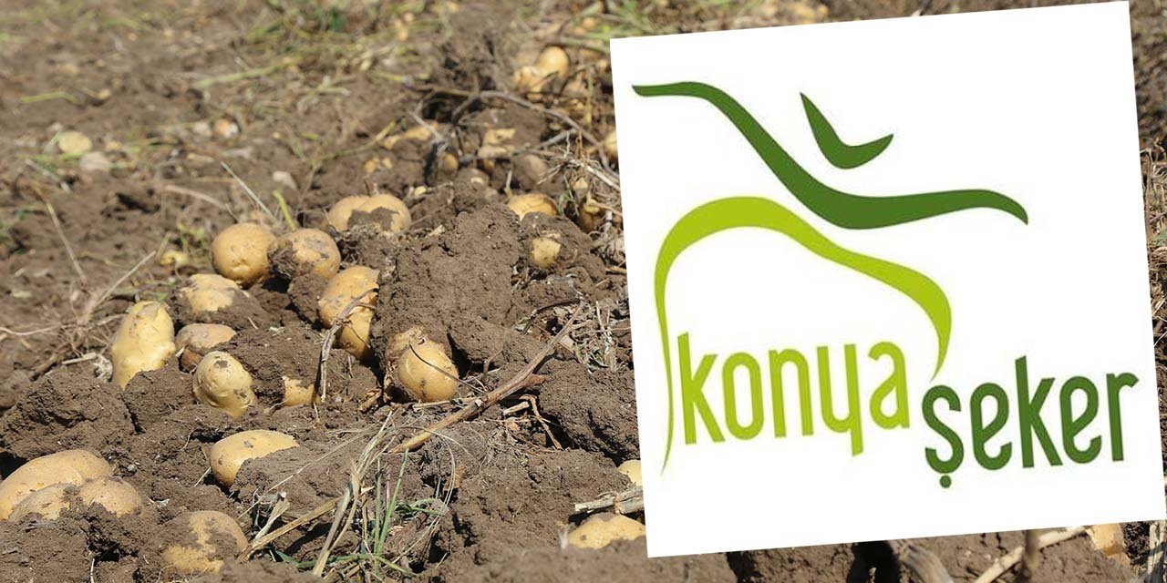 Konya Şeker'den çiftçilere patates ödemesi!