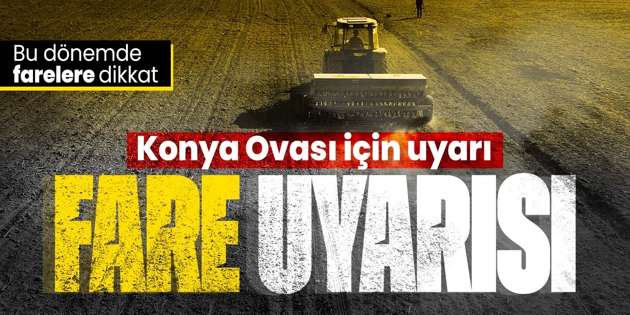 Konya Ovası için kritik uyarı! Bu dönemde farelere dikkat edin. Zarara uğratabilir