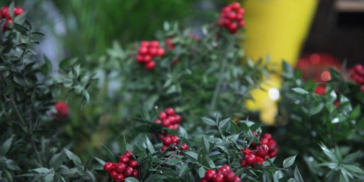 Konya'da yeni yıl öncesinde çiçekçilerde 'kokina' hazırlığı
