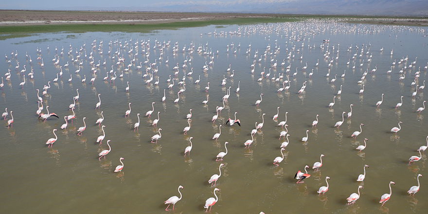 Akgöl Sazlığı ıslah projesiyle hayat buldu