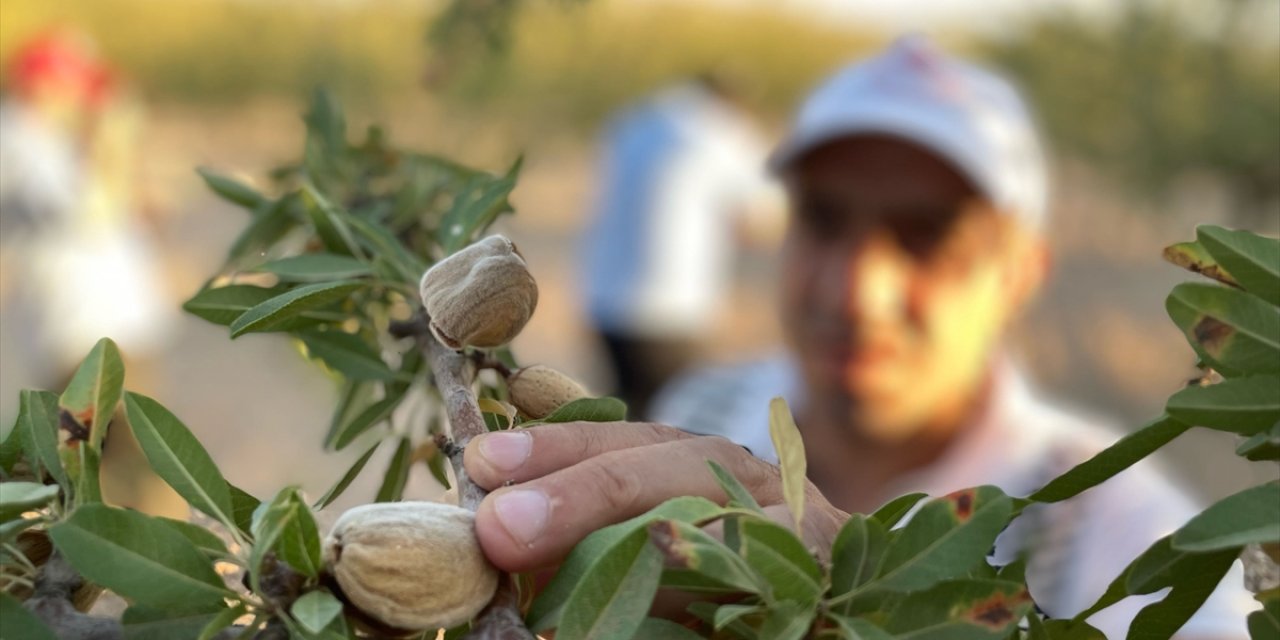 Şanlıurfa'da badem hasadının başlaması dolayısıyla etkinlik düzenlendi