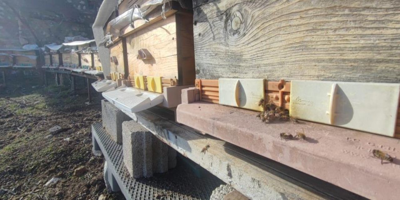 Burası Konya'nın bin 700 rakımlı yeri! Arılar polen getirmeye başladı