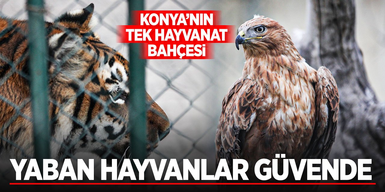 Yaban hayvanlar Konya'nın ilk ve tek hayvanat bahçesinde güvende!