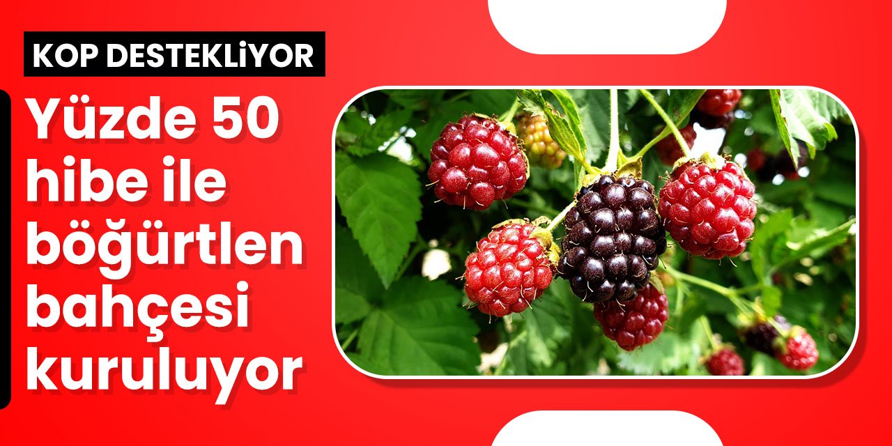 Konya'da yüzde 50 hibe desteği ile böğürtlen bahçesi kuruluyor!