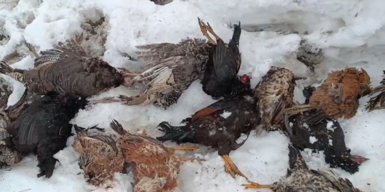 Muş’ta gelincik, 31 kanatlı kümes hayvanını telef etti