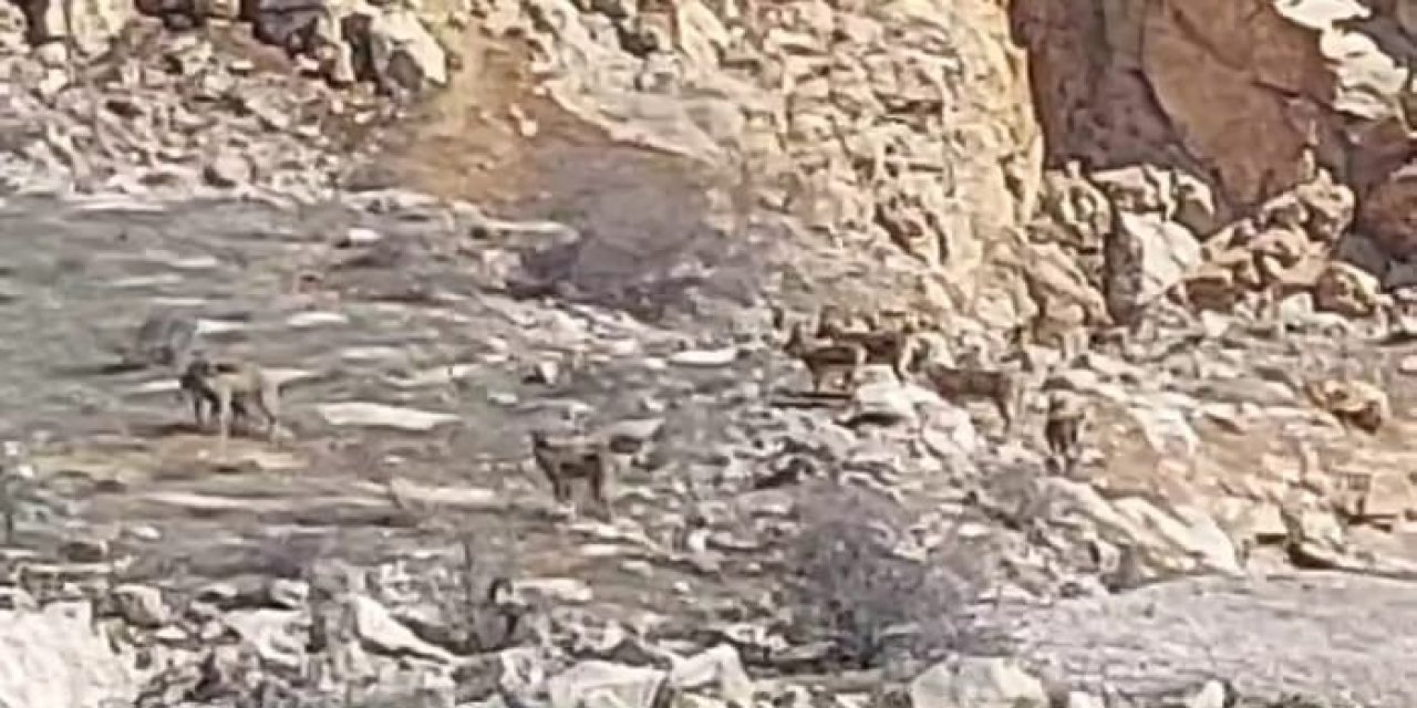 Malatya'da yaban keçileri sürü halinde görüntülendi!