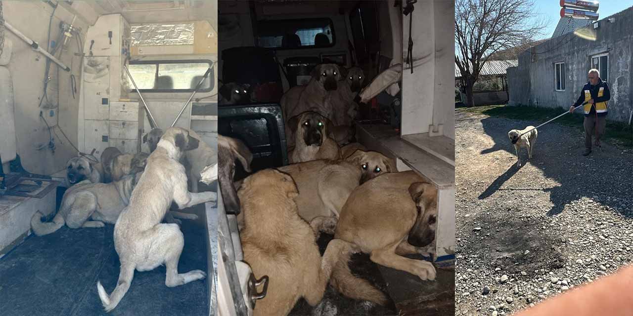 Kahta'da başıboş sokak köpekleri toplanıyor!