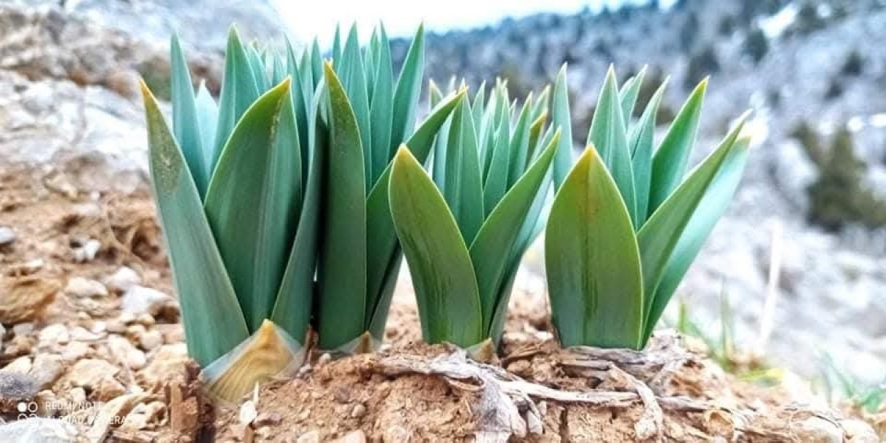 Türkiye'nin bu ilinde çiriş otu sezonu başladı!