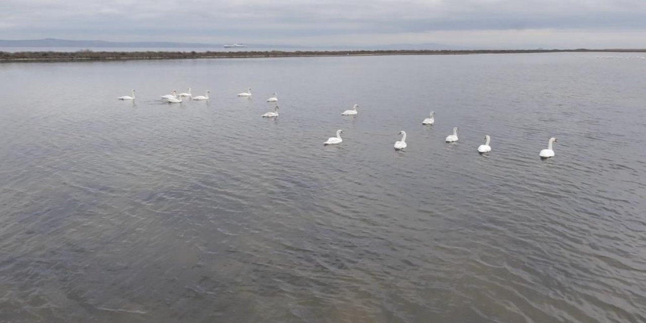 Çanakkale'de kuğuların muhteşem görüntüsü!