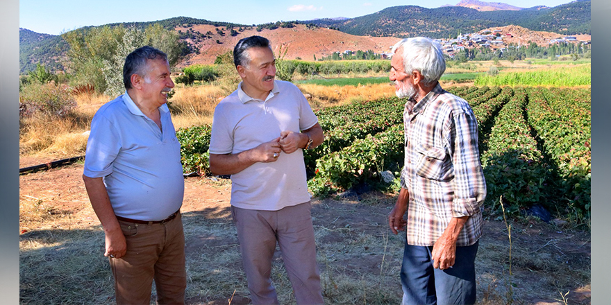 Seydişehir'de 5 çilek bahçesinde başlatılan çilek ekimi 500 dekar alana yayıldı